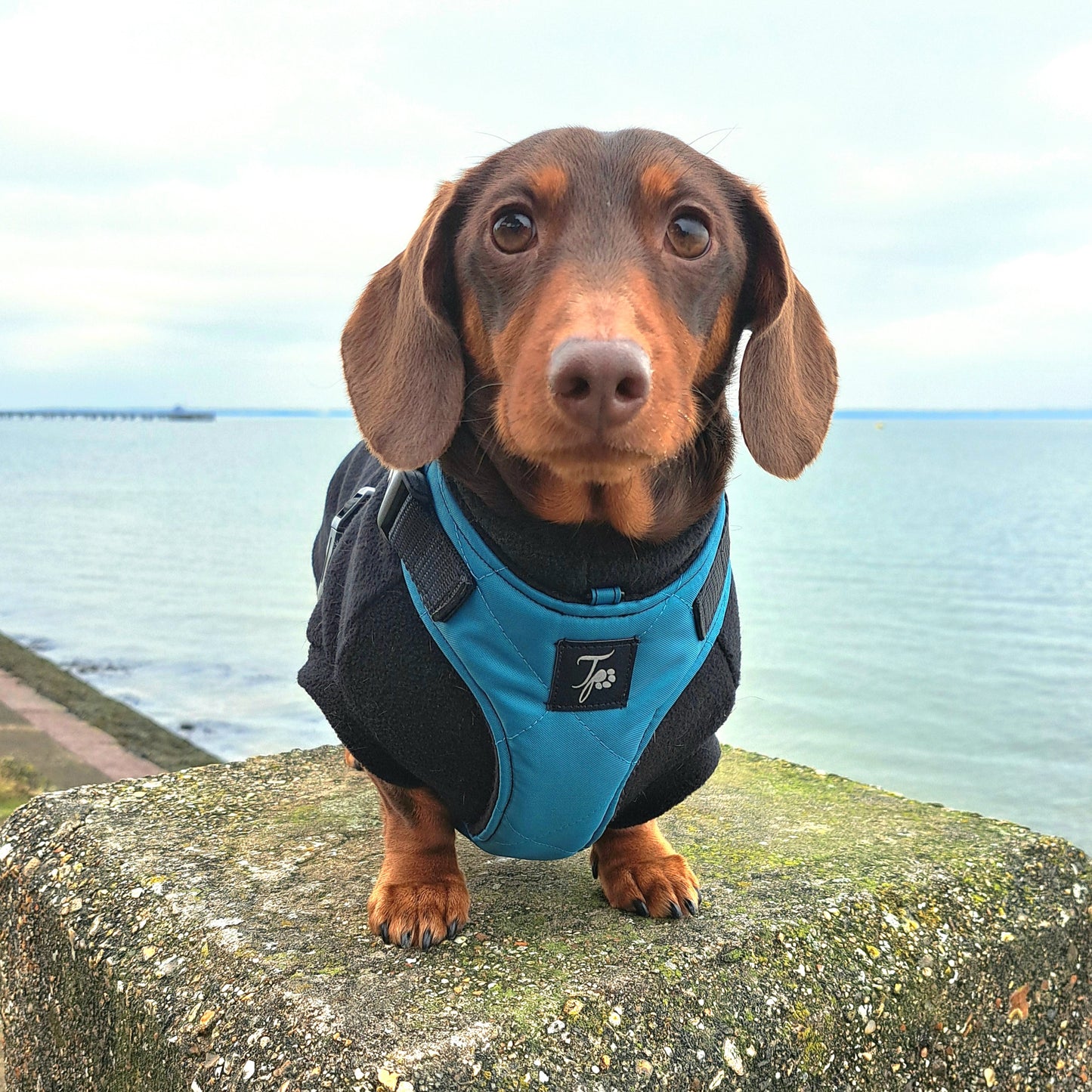 Tailored Harness - Waterproof Quilted