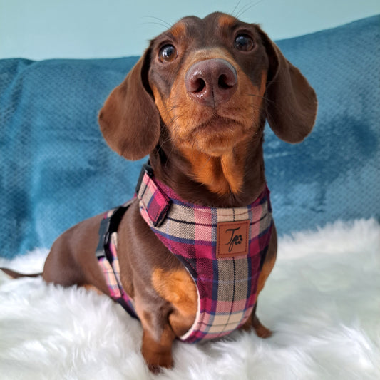 Made to measure Dachshund harness. Harness that doesn't rub. Perfect for Miniature Dachshunds, Chihuahuas, Pomeranians and many other small or medium dog breeds.