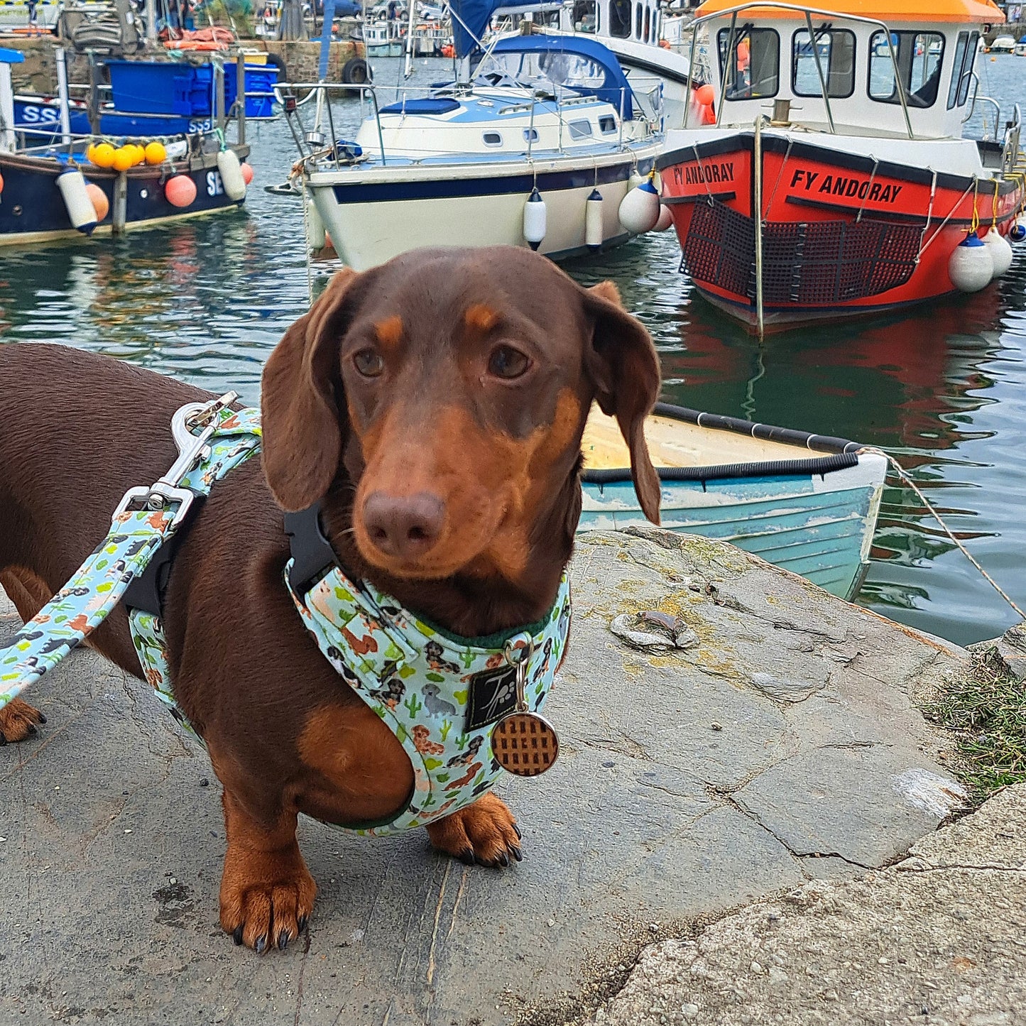 SPECIAL EDITION | Prickly Paws - Tailored Harness