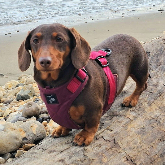 Tailored Harness - Waterproof Quilted