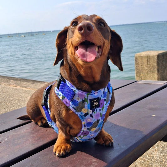 Tailored Harness - Standard Fabrics