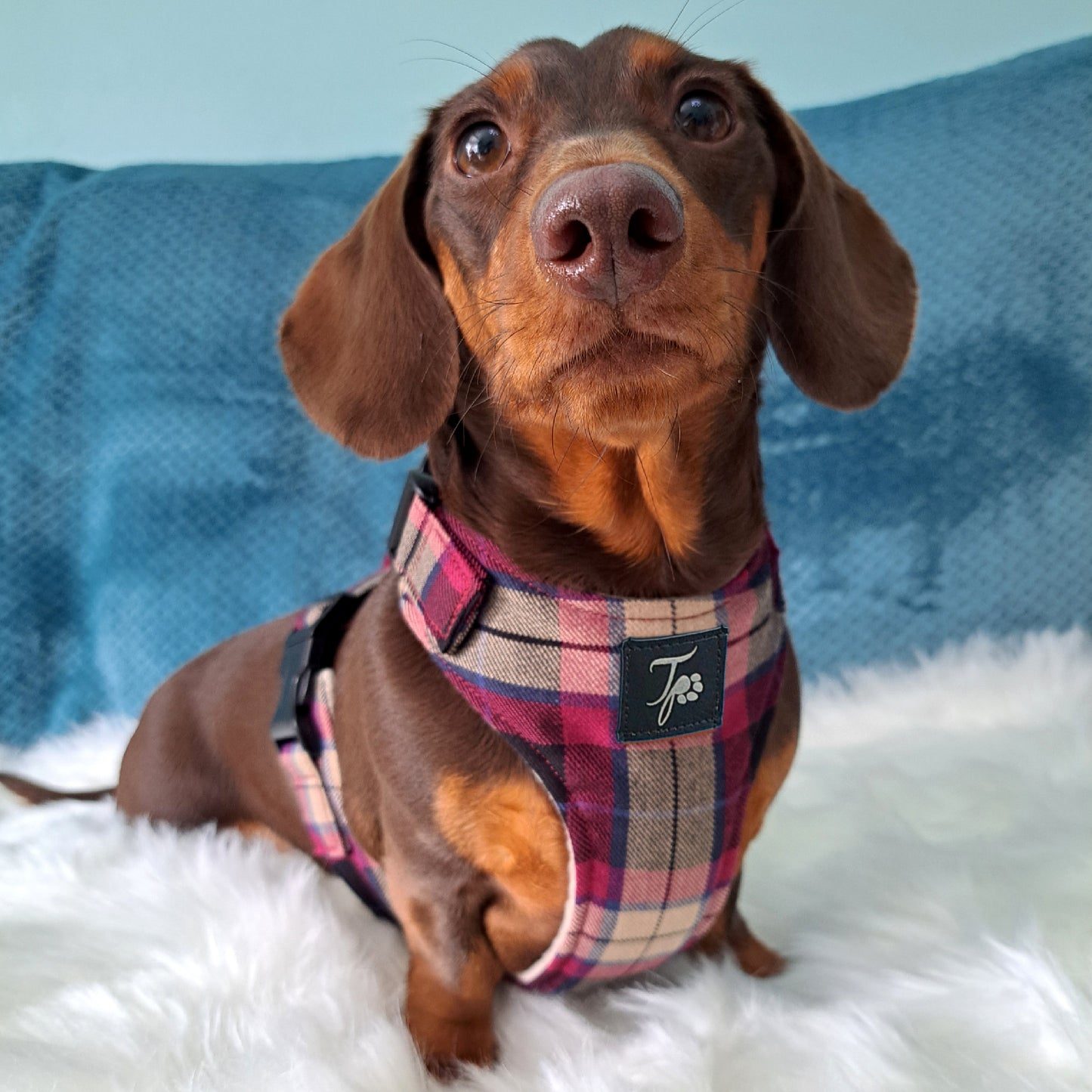 Tailored Harness - Standard Fabrics