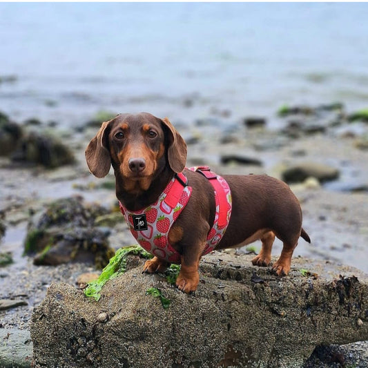 Tailored Harness - Standard Fabrics