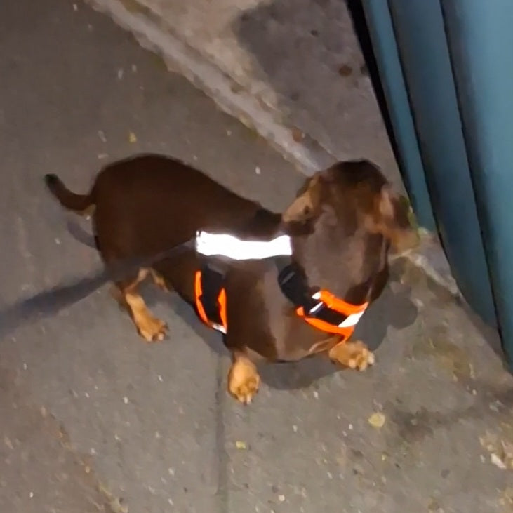 Hi-Vis/Reflective Tailored Harness