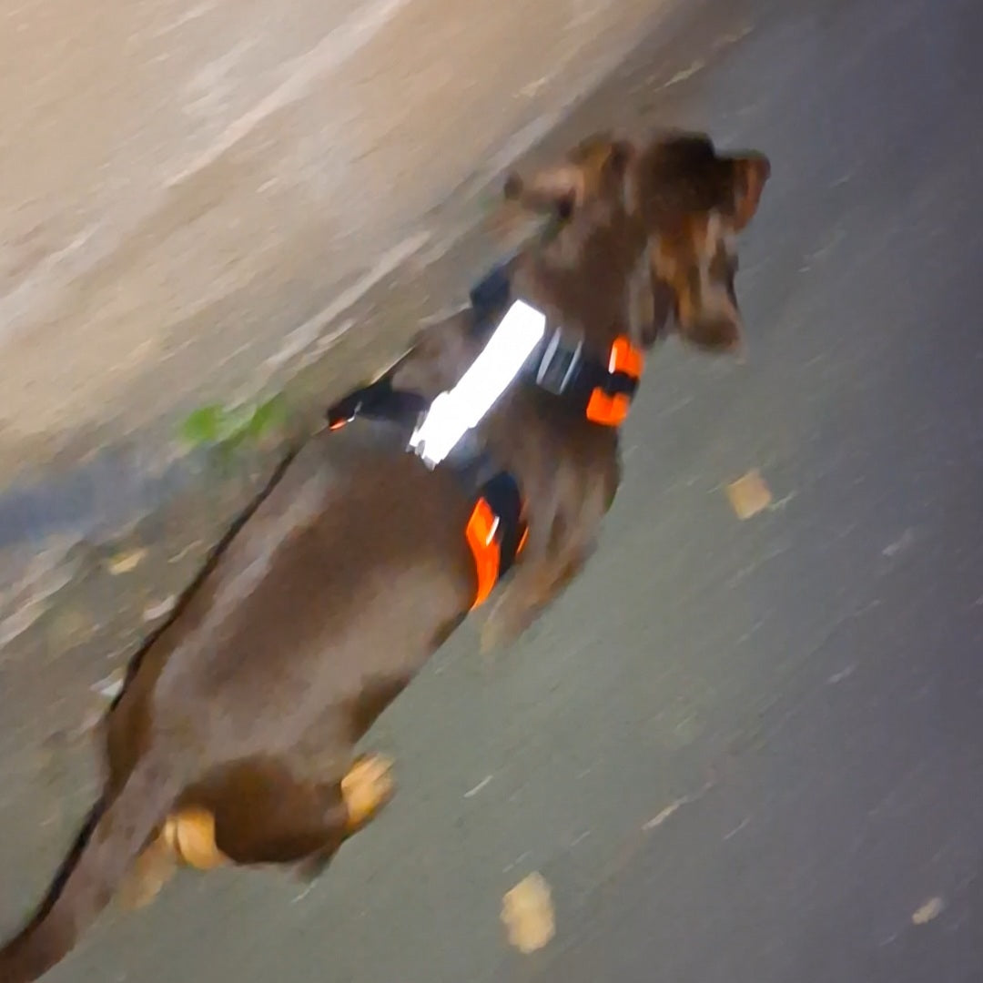 Hi-Vis/Reflective Tailored Harness